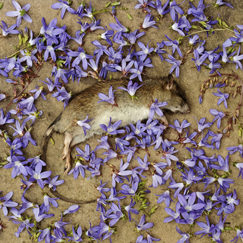 Living with Wolfie (2008)