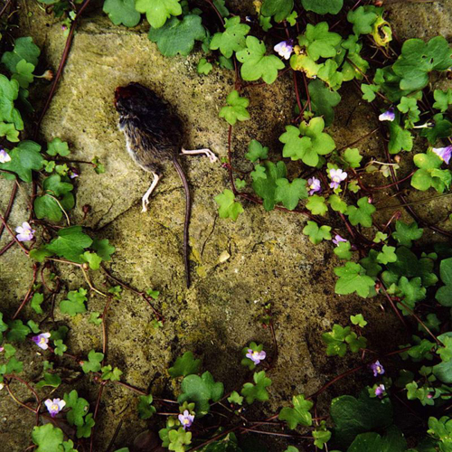 Living with Wolfie (2008)