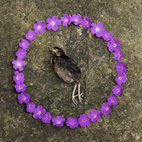 Living with Wolfie (2008)