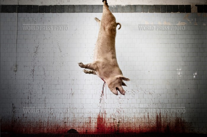 Tommaso Ausili - Slaughterhouse (World Press Photo 2010) foto 3