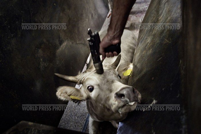 Tommaso Ausili - Slaughterhouse (World Press Photo 2010) foto 4