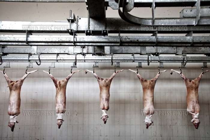 Tommaso Ausili - Slaughterhouse (World Press Photo 2010) foto 9