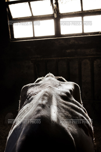 Tommaso Ausili - Slaughterhouse (World Press Photo 2010) foto 12