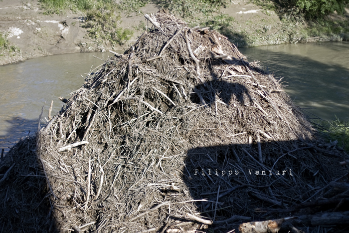 Rimozione dei tronchi e detriti che si erano accumulati alla base del Ponte Nuovo, nelle recenti piene del Fiume Savio