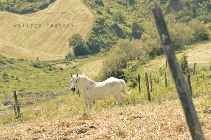 Pomeriggio da Samantha (foto 19)