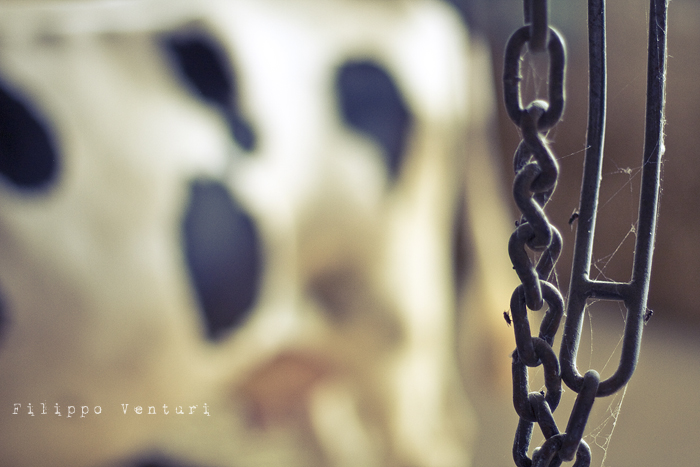 Pomeriggio da Samantha (foto 23)