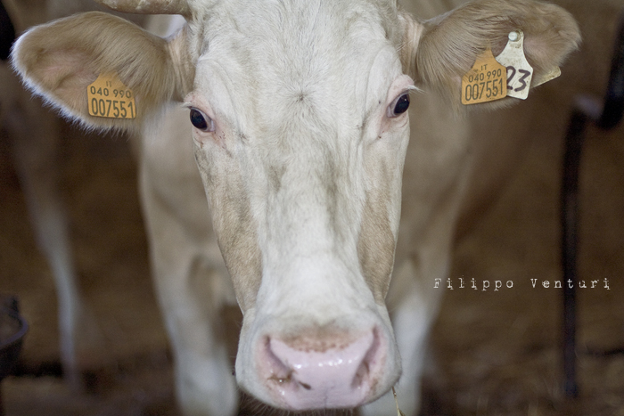 Pomeriggio da Samantha (foto 25)