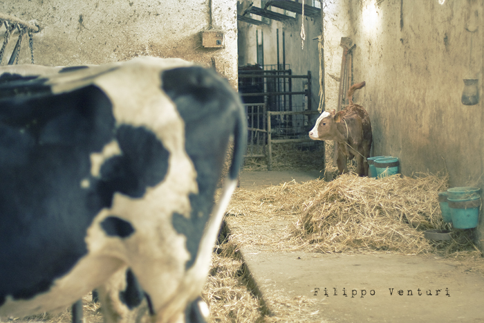 Pomeriggio da Samantha (foto 27)