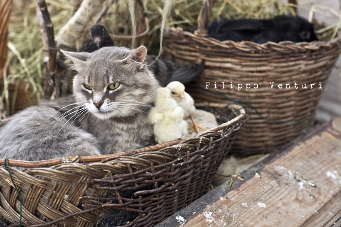 Palio del Daino 2010, a Mondaino - Foto 20