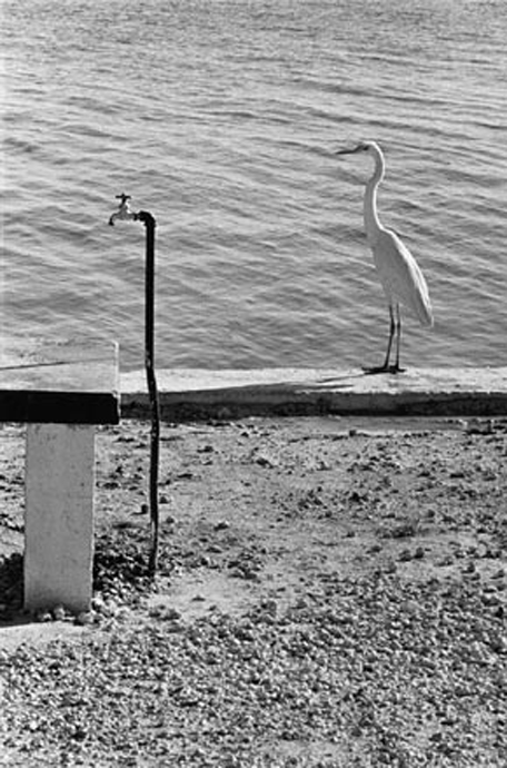 Elliott Erwitt - Photo 8