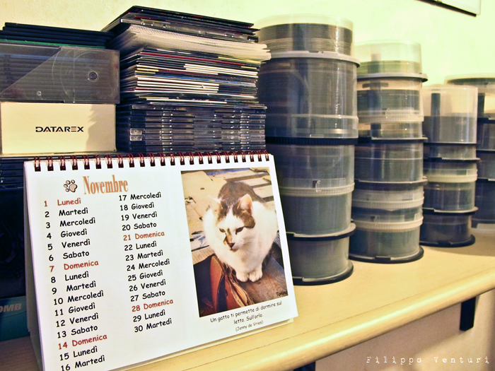 Gattile di Carpi - Foto 5