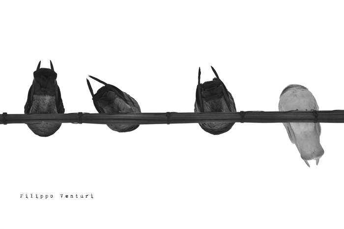 Cesena, 17 Dicembre 2010 - Foto 5