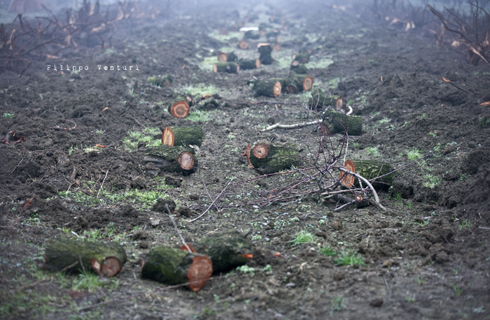 Dies irae (photo 3) Dies irae (photo 3)