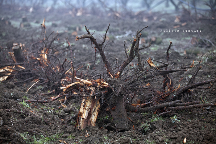 Dies irae (photo 6) Dies irae (photo 6)