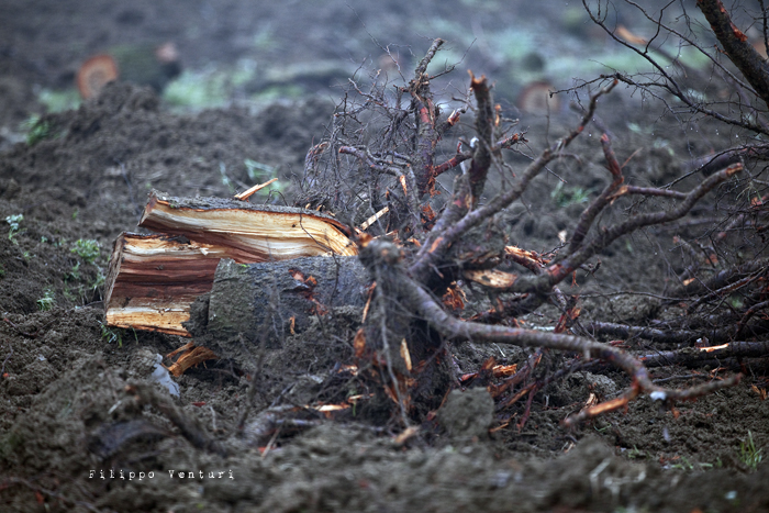 Dies irae (photo 7) Dies irae (photo 7)