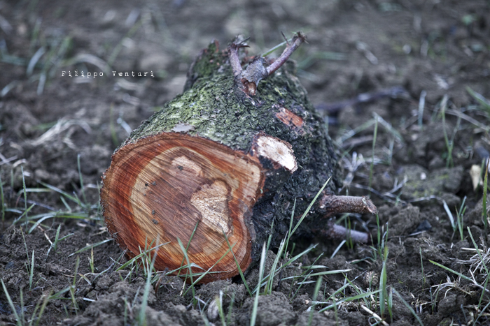 Dies irae (photo 8) Dies irae (photo 8)