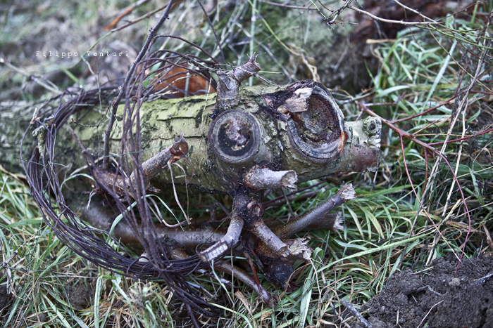 Dies irae (photo 9) Dies irae (photo 9)