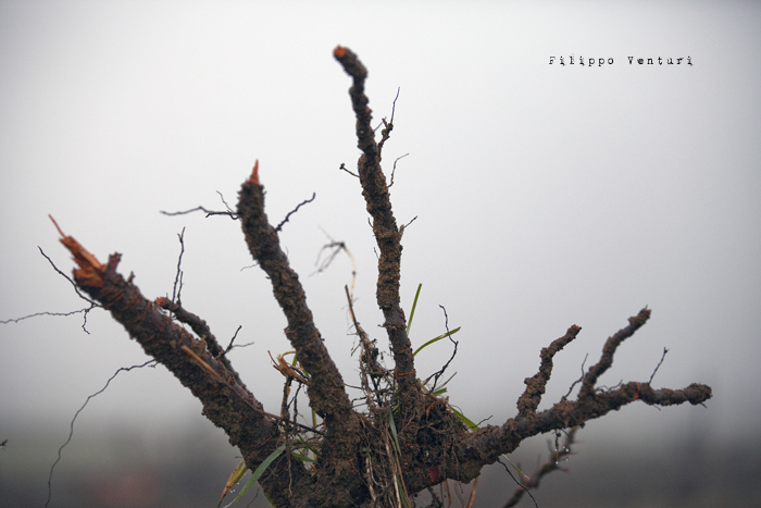 Dies irae (photo 10) Dies irae (photo 10)