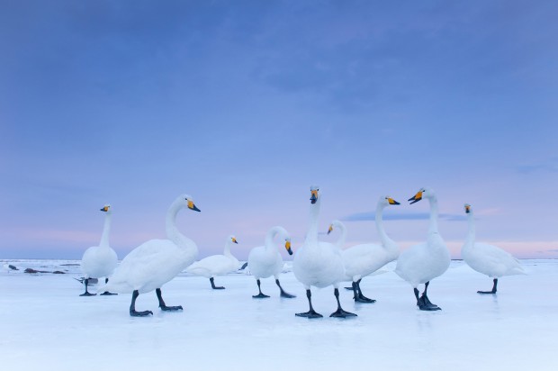 Nature: 2nd prize story. Stefano Unterthiner, Italia, for National Geographic magazine. Whooper Swan Nature: 2nd prize story. Stefano Unterthiner, Italia, for National Geographic magazine. Whooper Swan