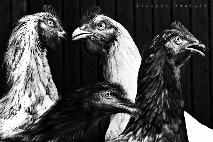 I Supplizianti (foto 1)