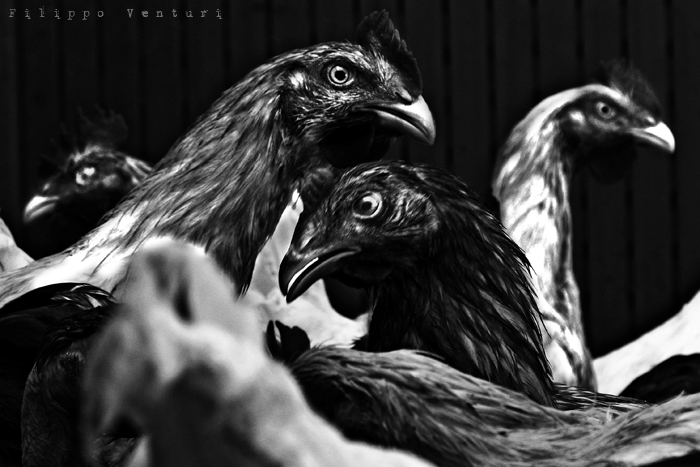 I Supplizianti (foto 3)