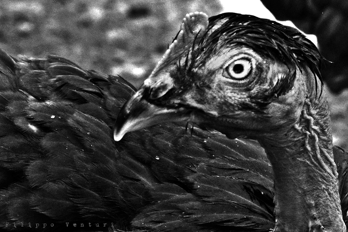 I Supplizianti (foto 5)