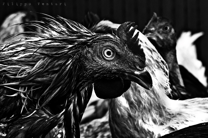 I Supplizianti (foto 6)