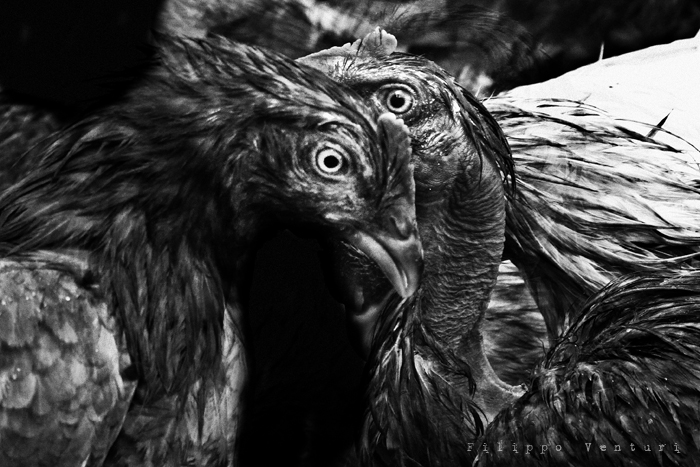 I Supplizianti (foto 9)