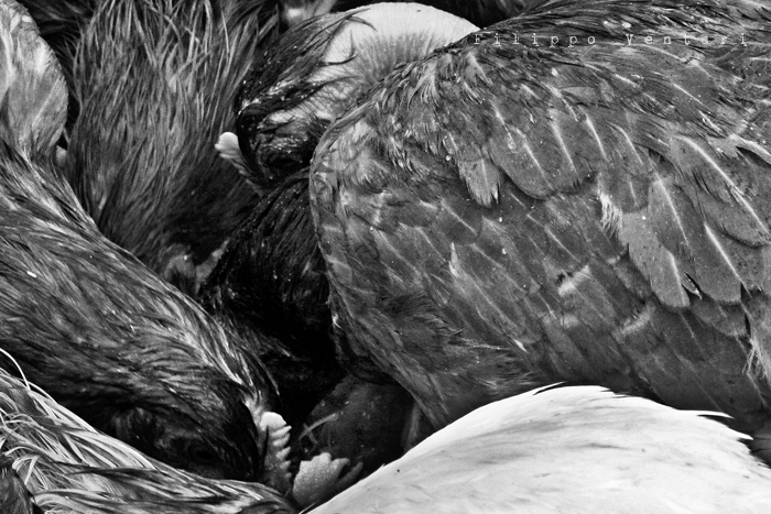 I Supplizianti (foto 10)