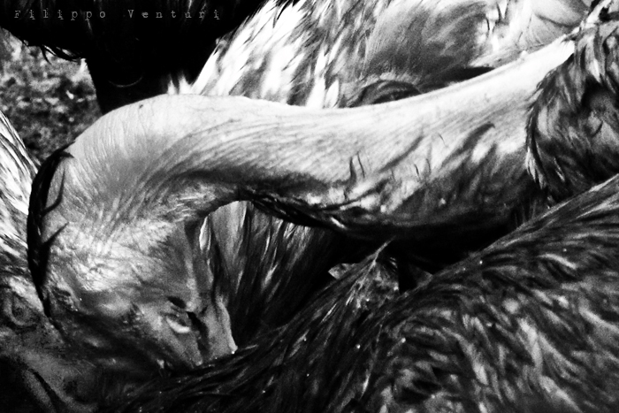 I Supplizianti (foto 11)