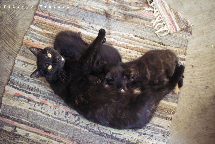 Casa del Cuculo, foto 18