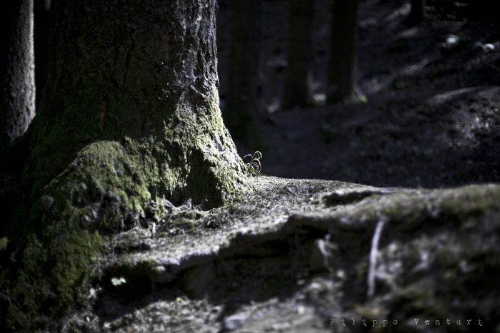 Eremo di Camaldoli, foto 2