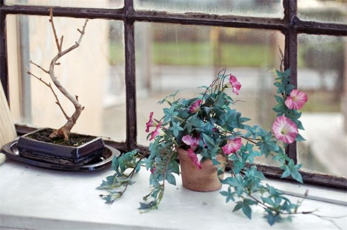 B&B Rosa, a Verghera di Samarate (Varese), foto 5