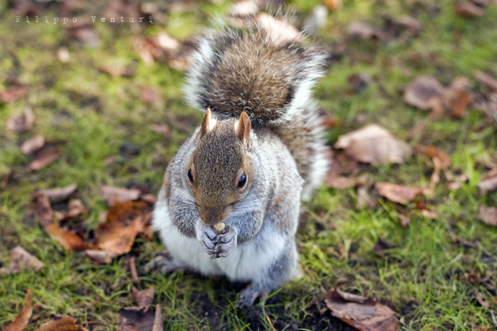 Halloween in London, photo 4