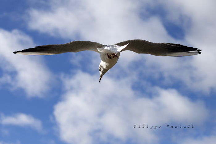 Halloween in London, photo 33