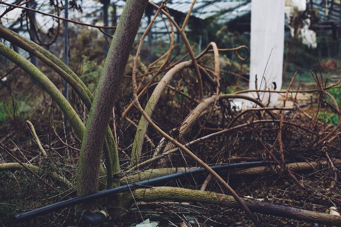 Serra abbandonata, Forlì, #01