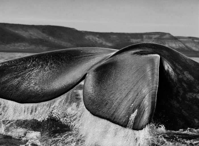 Sebastiao Salgado, photo 9