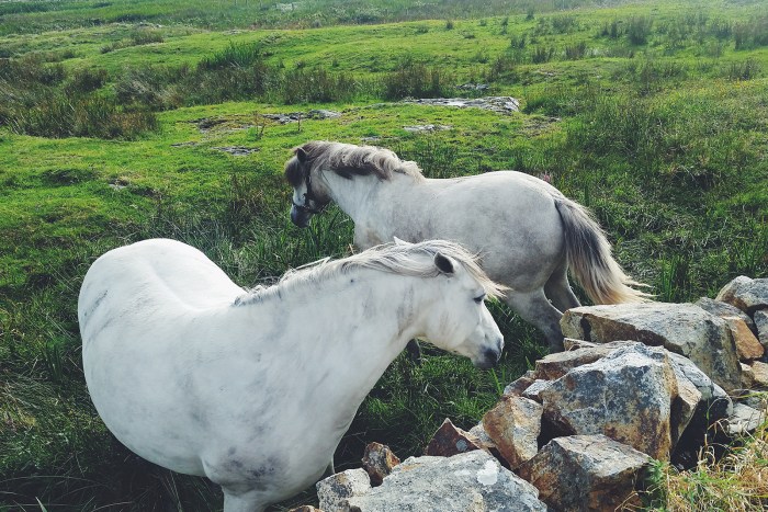 Diario di Viaggio in Irlanda - Giorno 9